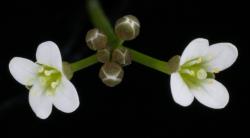 Cardamine dimidia. Inflorescence with buds and flowers.
 Image: P.B. Heenan © Landcare Research 2019 CC BY 3.0 NZ